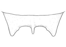   Anthidium sonorense  male, diagram showing dorsal view of seventh tergum (T7), diagram from Gonzalez and Griswold 2013 
